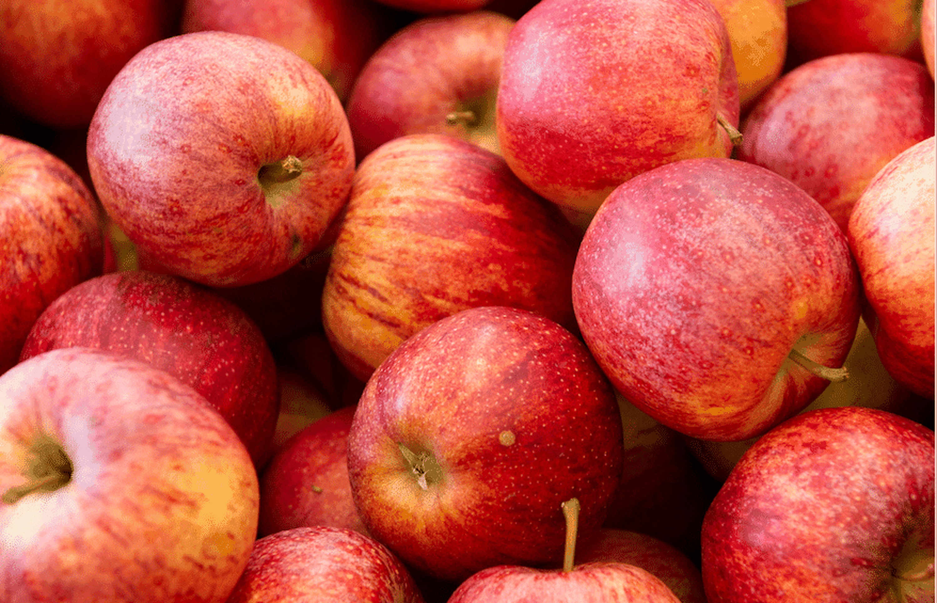 Gala-Äpfel konnten preislich zulegen.