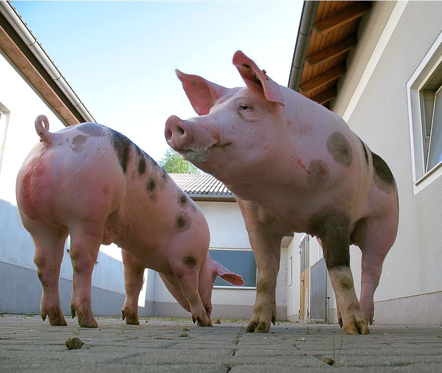 Die Schweinezucht Österreich konnte die Verkaufszahlen im Eber- und Jungsauenbereich steigern.