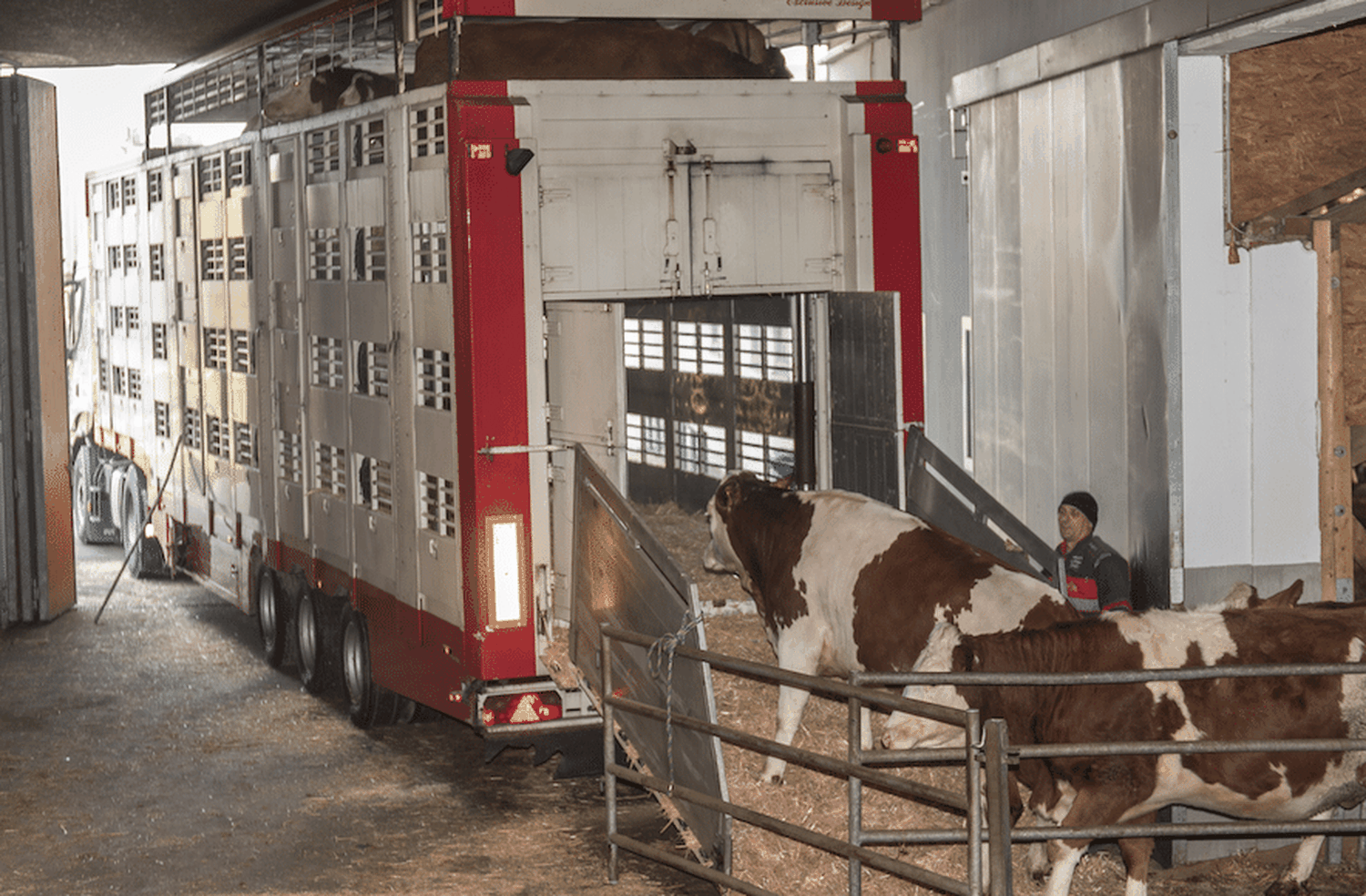 Österreich hat laut dem Landwirtschaftsministerium deutlich strengere Vorschriften für Schlachttiertransporte als viele andere EU-Staaten.
