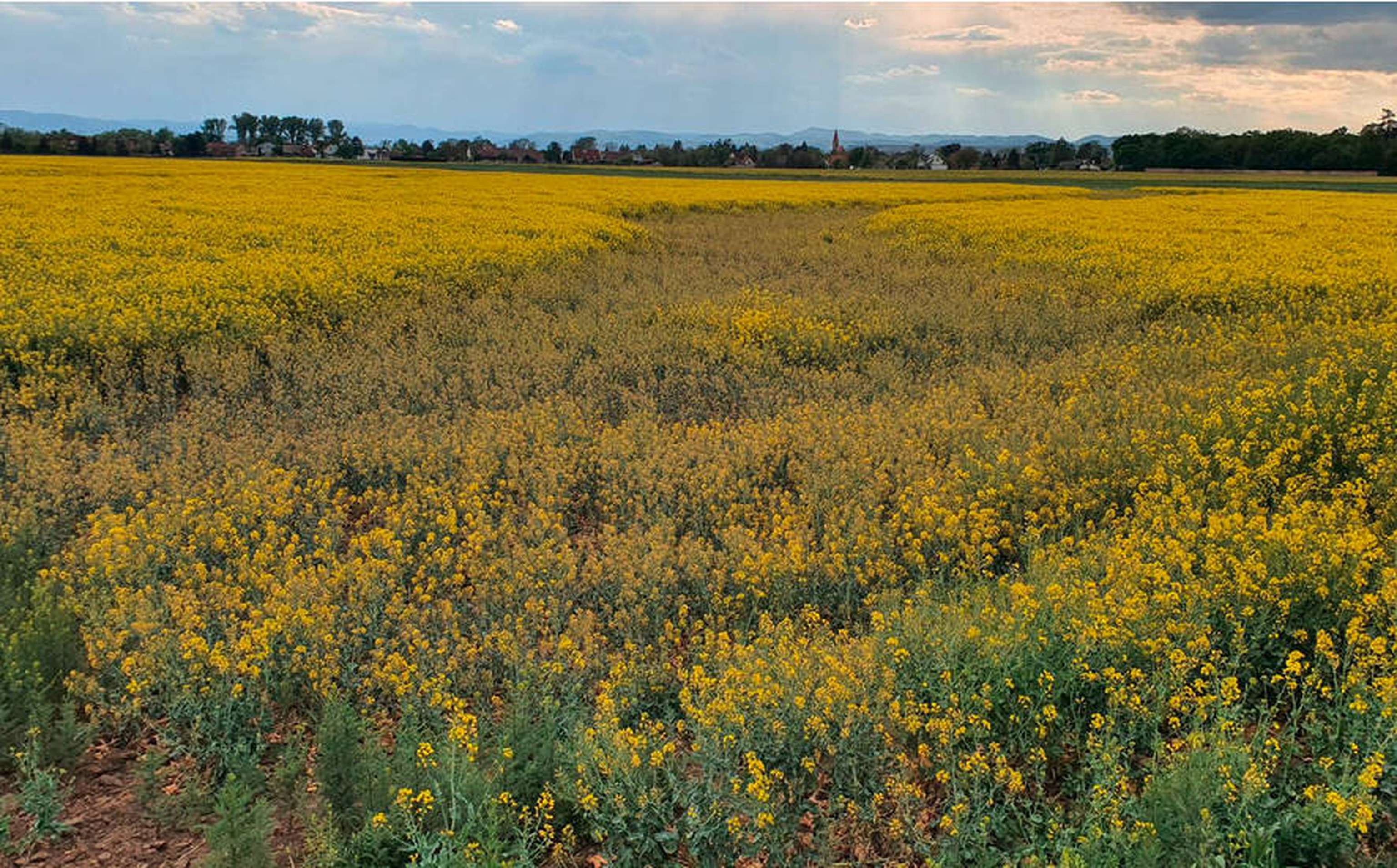 20707 04 200504 180132Raps Web