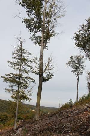 2344 W01 Buche Biotopbaum