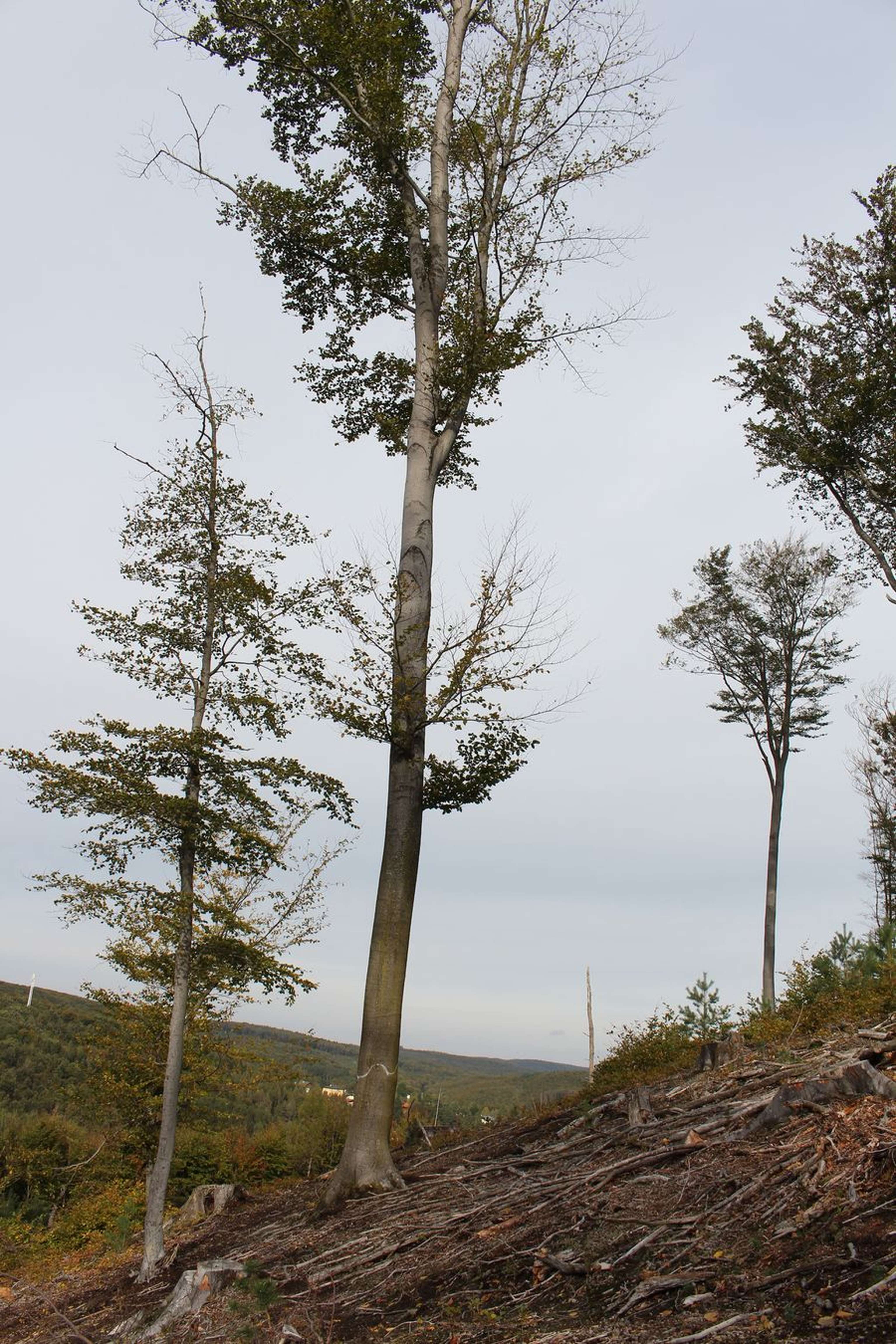 2344 W01 Buche Biotopbaum