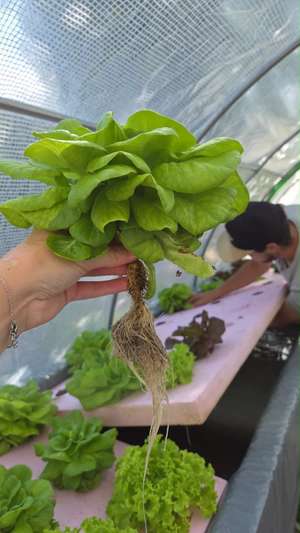 Eine Hand hält frischen Salat mit langen Wurzeln in einem Hydroponik-Gewächshaus, im Hintergrund arbeitet eine Person an den Pflanzenreihen.