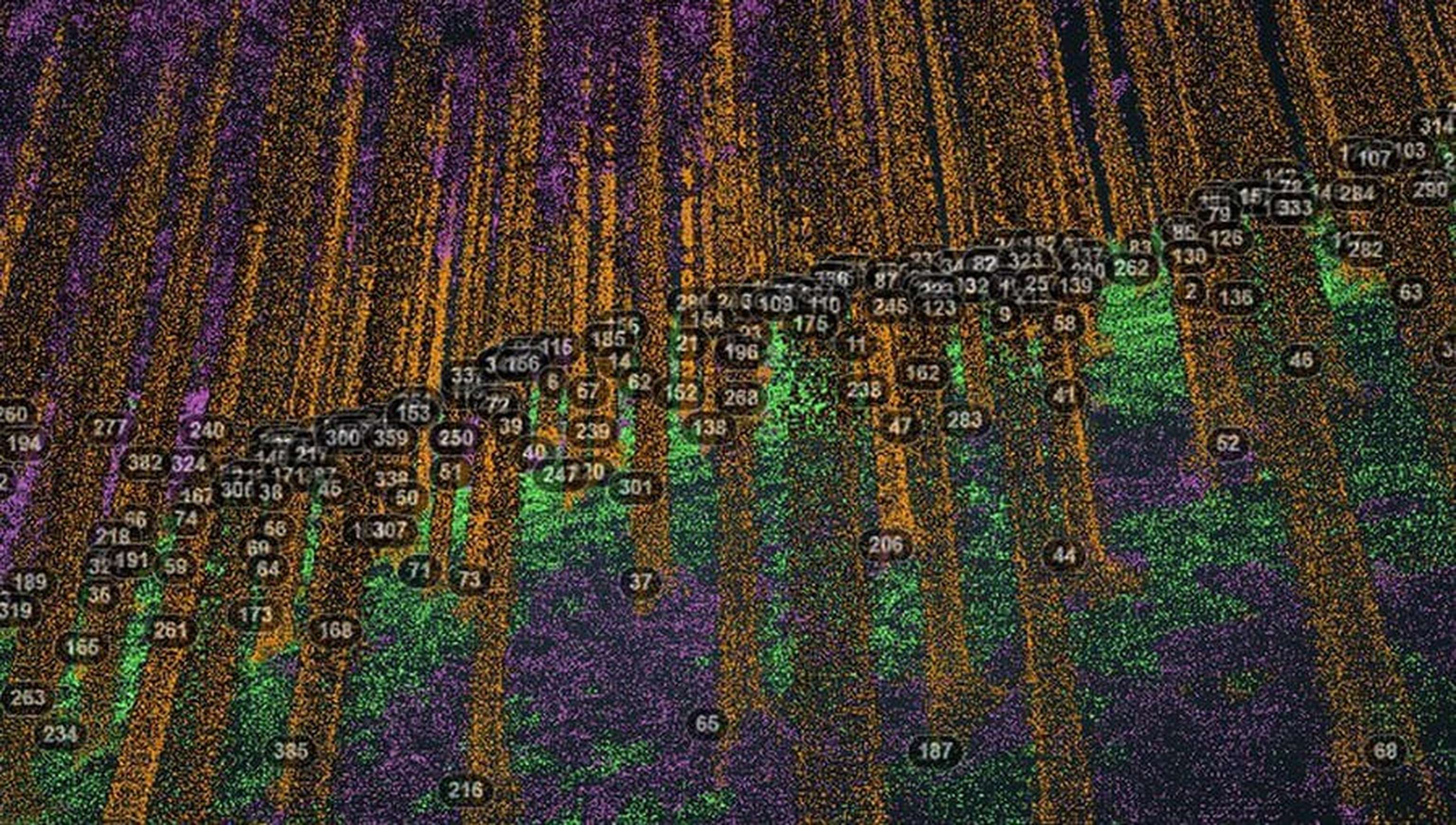 2441 W RevoWood Baum Nummern