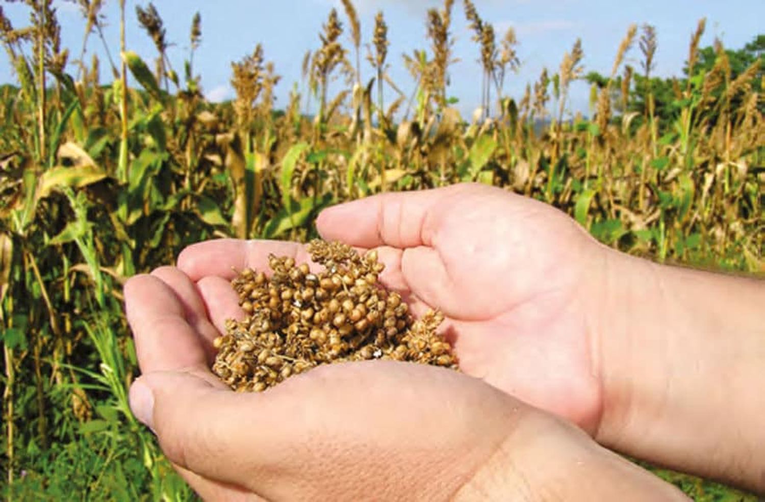Körnersorghum ist eine wertvolle Futterkomponente für Schwein und Geflügel. Vorteile gibt es zudem als Kraftfutter in der Rinderfütterung.