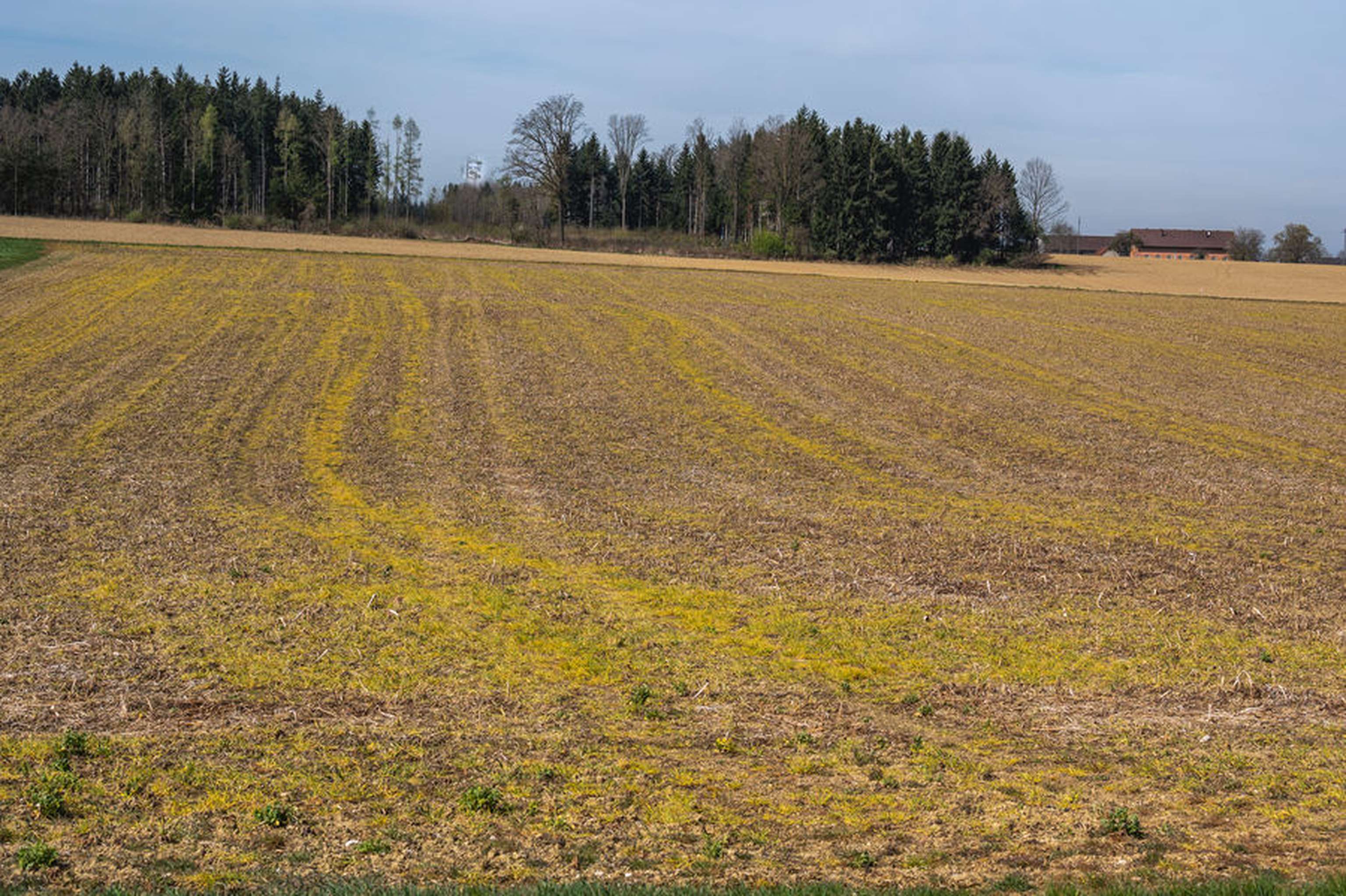 2242 W Glyphosat Auf Zwischenfrucht