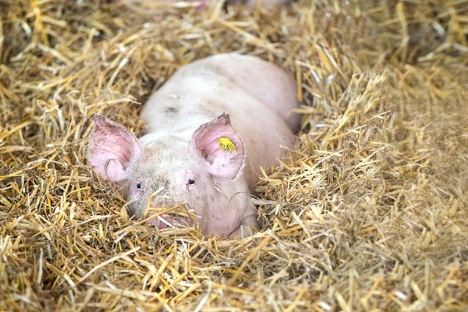 Gefüttert mit No-GMO-Soja, gebettet auf Stroh – das “Gustino Strohschwein-klimafit”.