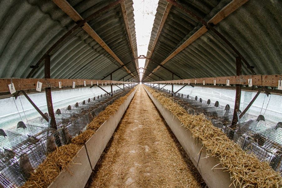 Nerzfarm Web