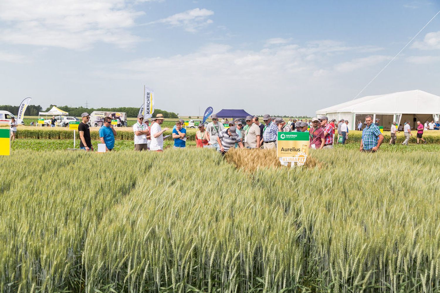 Neben Winterweizen, Sommer- und Wintergerste sind Österreichs Pflanzenzüchter vor allem auch bei Sojabohne und Ölkürbis erfolgreich.