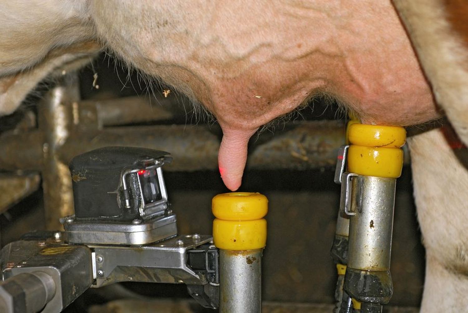 Kühe mit 30 Kilogramm Milch trockenstellen muss nicht sein. Immer mehr Milchbauern geben ihren Kühen mehr Zeit.
