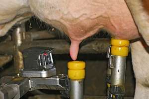 Kühe mit 30 Kilogramm Milch trockenstellen muss nicht sein. Immer mehr Milchbauern geben ihren Kühen mehr Zeit.