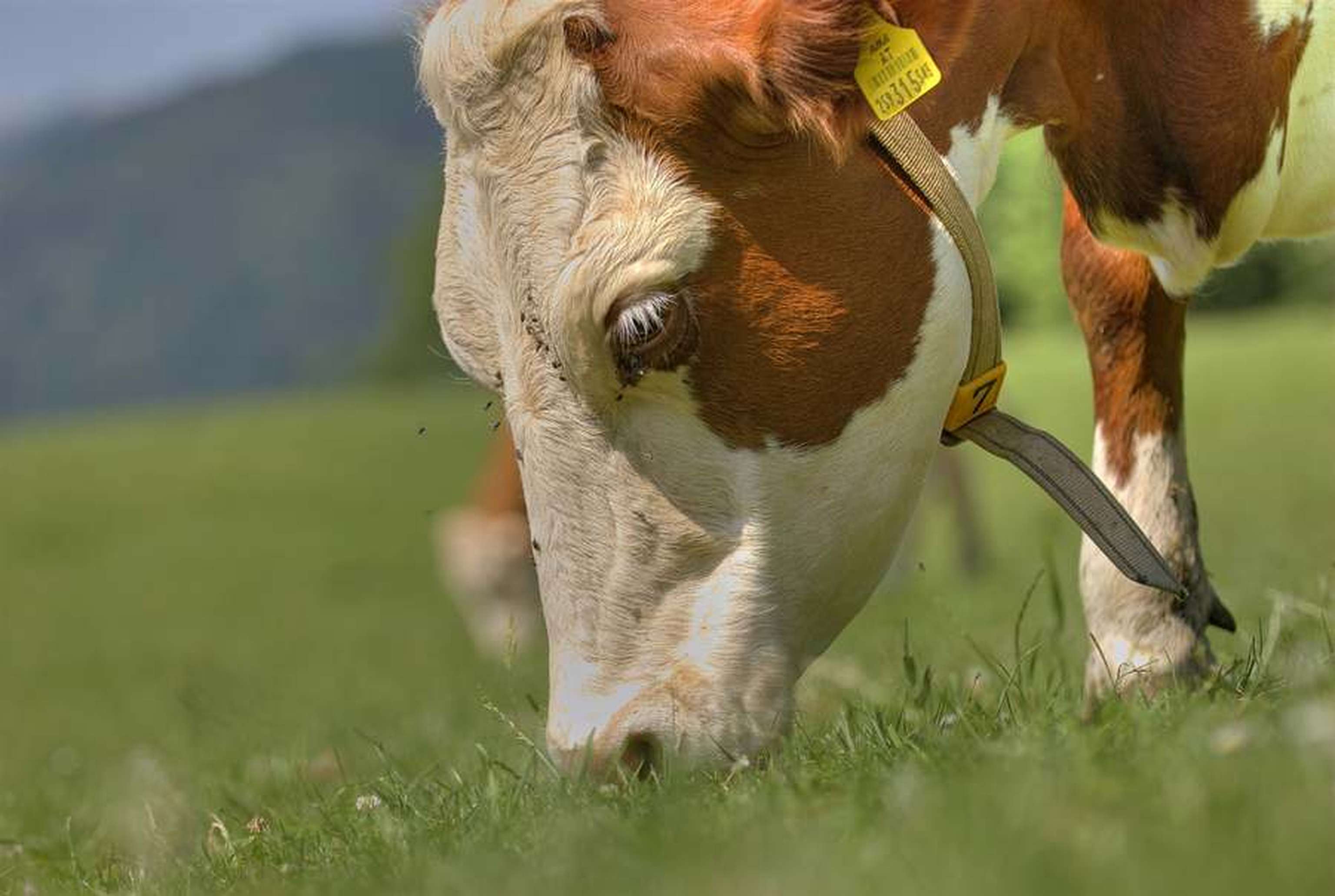 2216 W01 Weidebetrieb