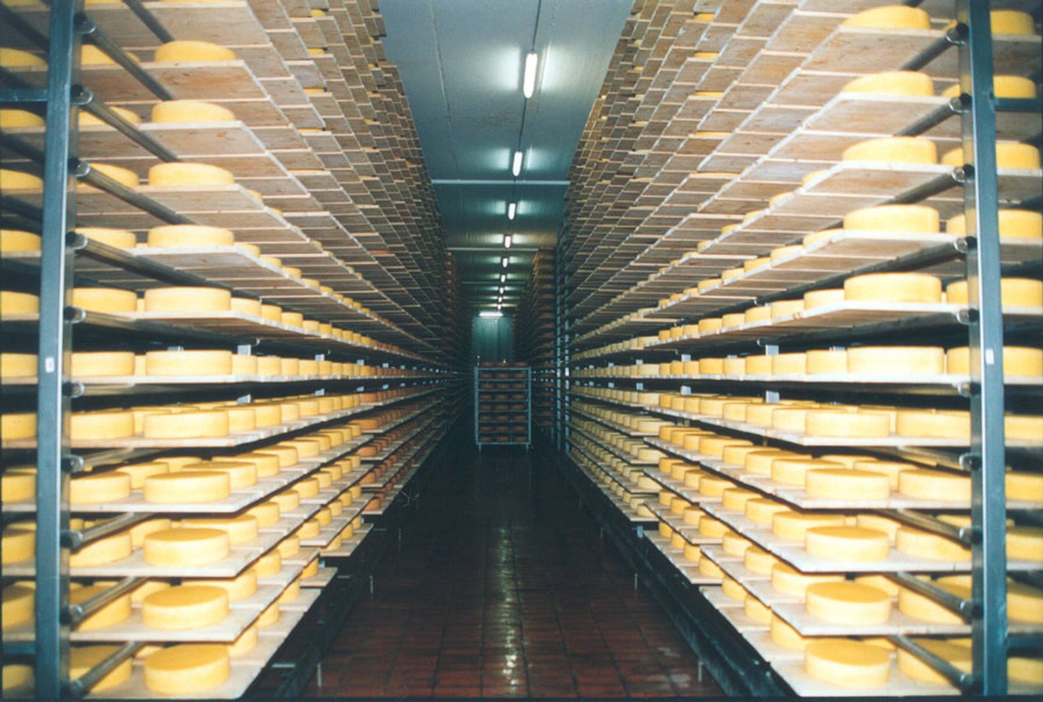 Käsereiferaum in der Käserei Voitsberg der Berglandmilch.
