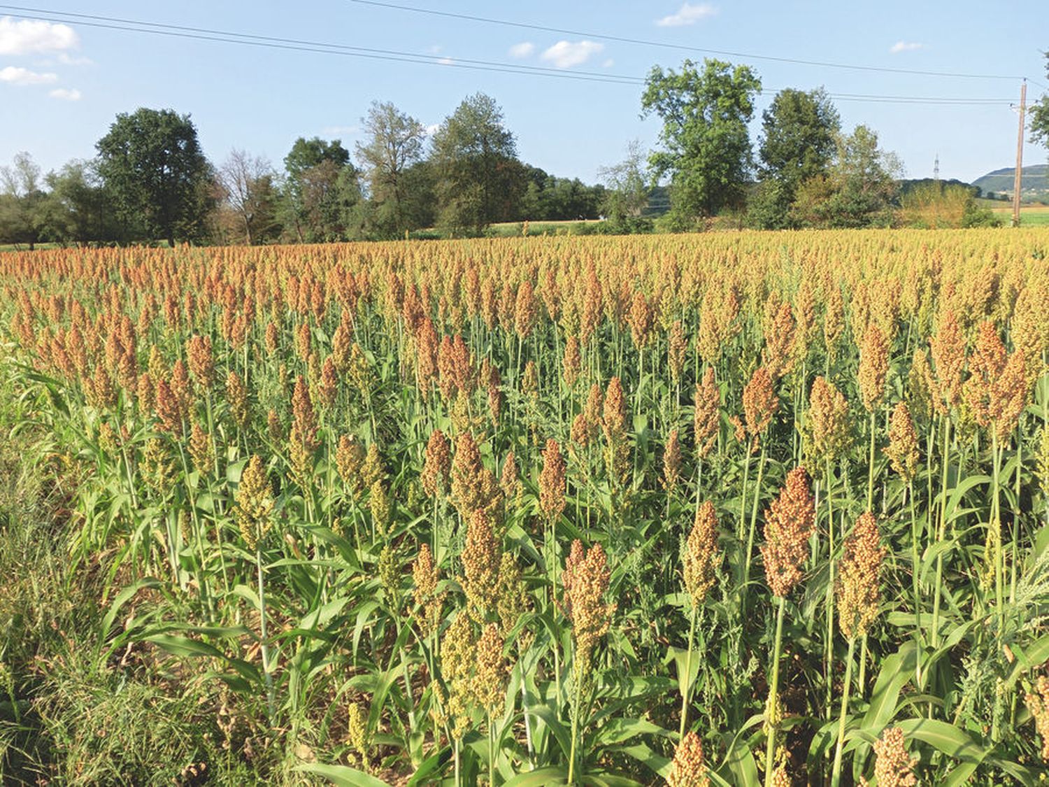 Im Exaktversuch des Landes Steiermark erreichte Körnersorghum im Vorjahr durchschnittlich rund 128 dt/ha Trockenertrag.