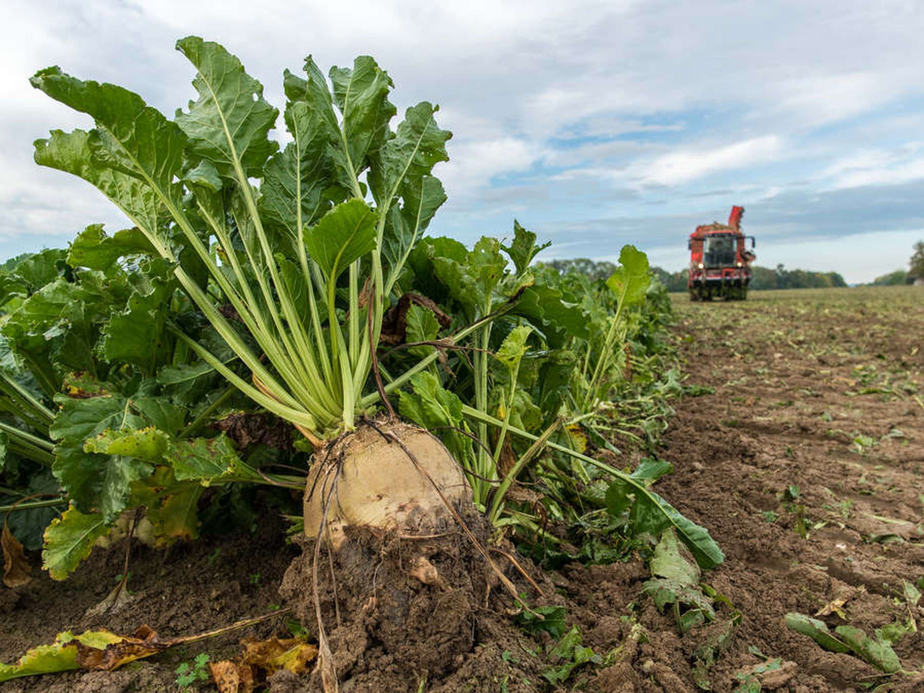 Rübe bringt gute Erträge, jetzt neue Verträge abschließen | Bauernzeitung