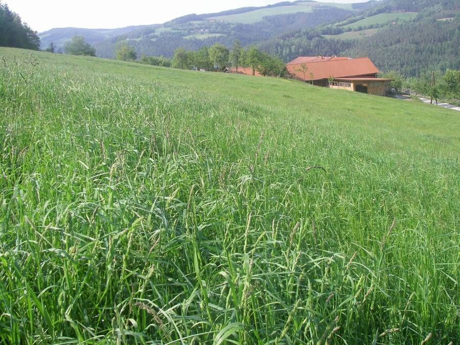 Knaulgras bringt in Vielschnittwiesen auch unter Trockenheit sichere Erträge. Auf dieser Wiese in Feistritz am Wechsel (NÖ) brauchte es drei Einsaaten bis das Knaulgras dominierte.