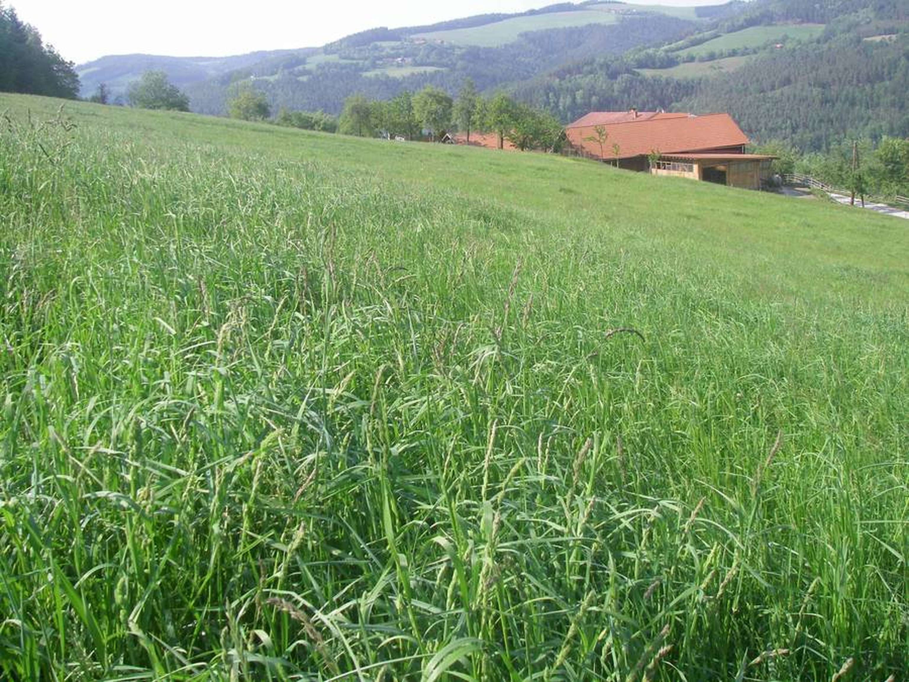 Knaulgras bringt in Vielschnittwiesen auch unter Trockenheit sichere Erträge. Auf dieser Wiese in Feistritz am Wechsel (NÖ) brauchte es drei Einsaaten bis das Knaulgras dominierte.