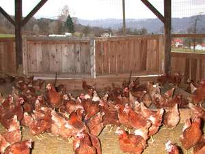 W212100 Bodenhaltung5 2478