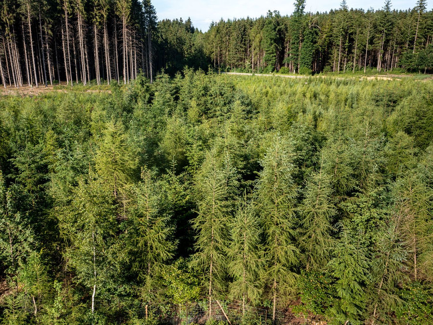 Nachhaltige Nutzung und Verjüngung dient Forstwirtschaft und Klimazielen gleichermaßen.