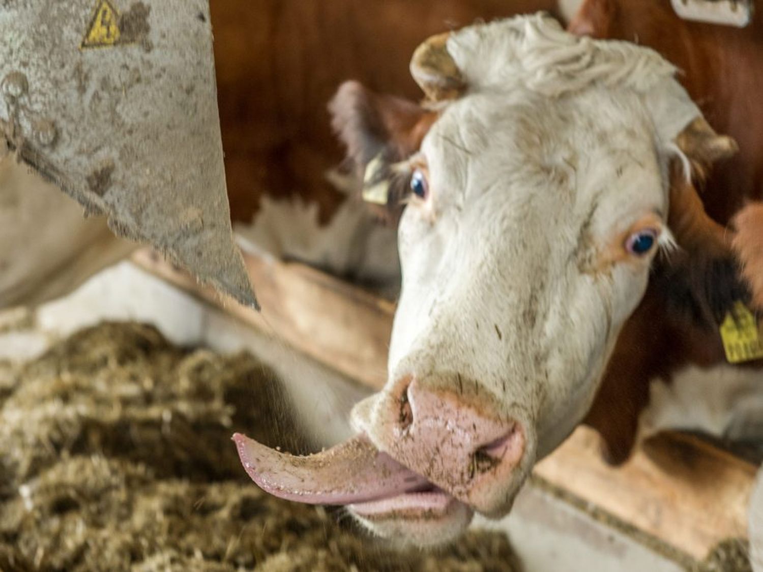 Der Kraftfuttereinsatz in Arbeitskreisbetrieben mit ähnlicher Milchleistung variiert um bis zu 0,2 kg Kraftfutter pro Kilogramm Milch.