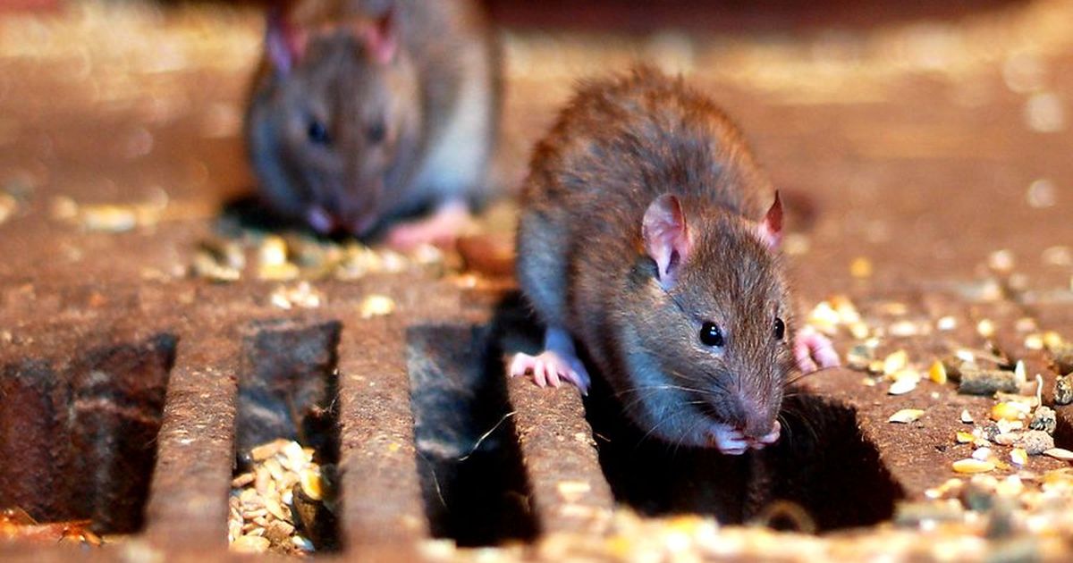 Tully Ratten Stallhygiene: Ein letzter Cocktail für Ratten und Mäuse | Bauernzeitung