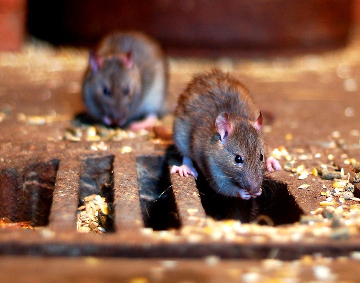2343 W01 Ratten