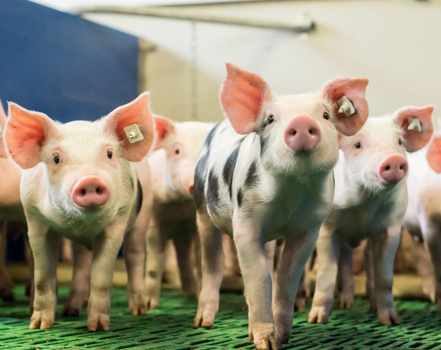 2443 W OOE Schweinetag