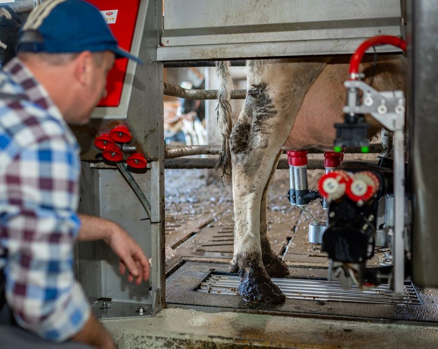 Die Milchleistungskontrolle liefert verlässliche Daten zur Qualitätssicherung der Milch.