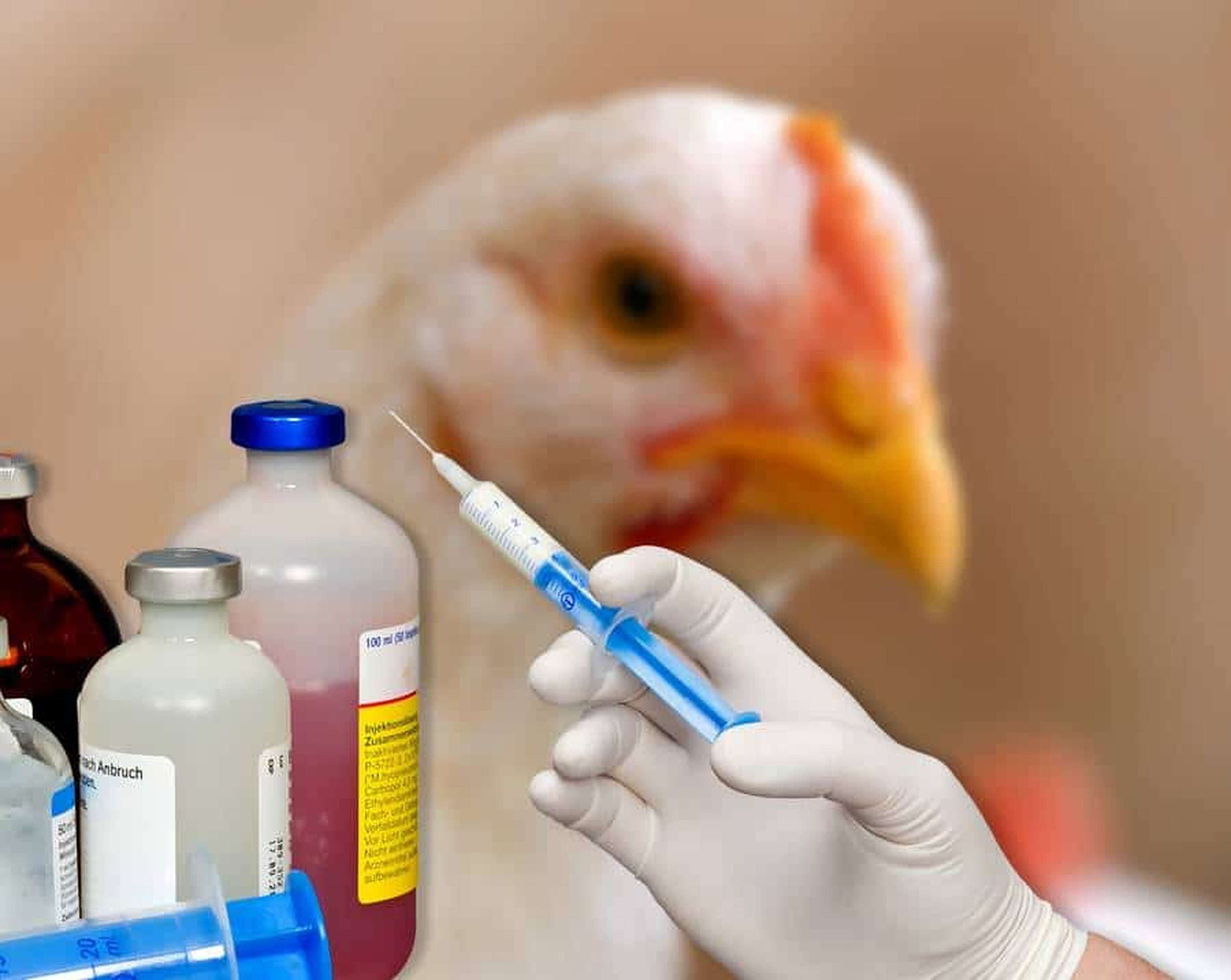 W2137 Gefluegel Antibiotika Agrarfoto