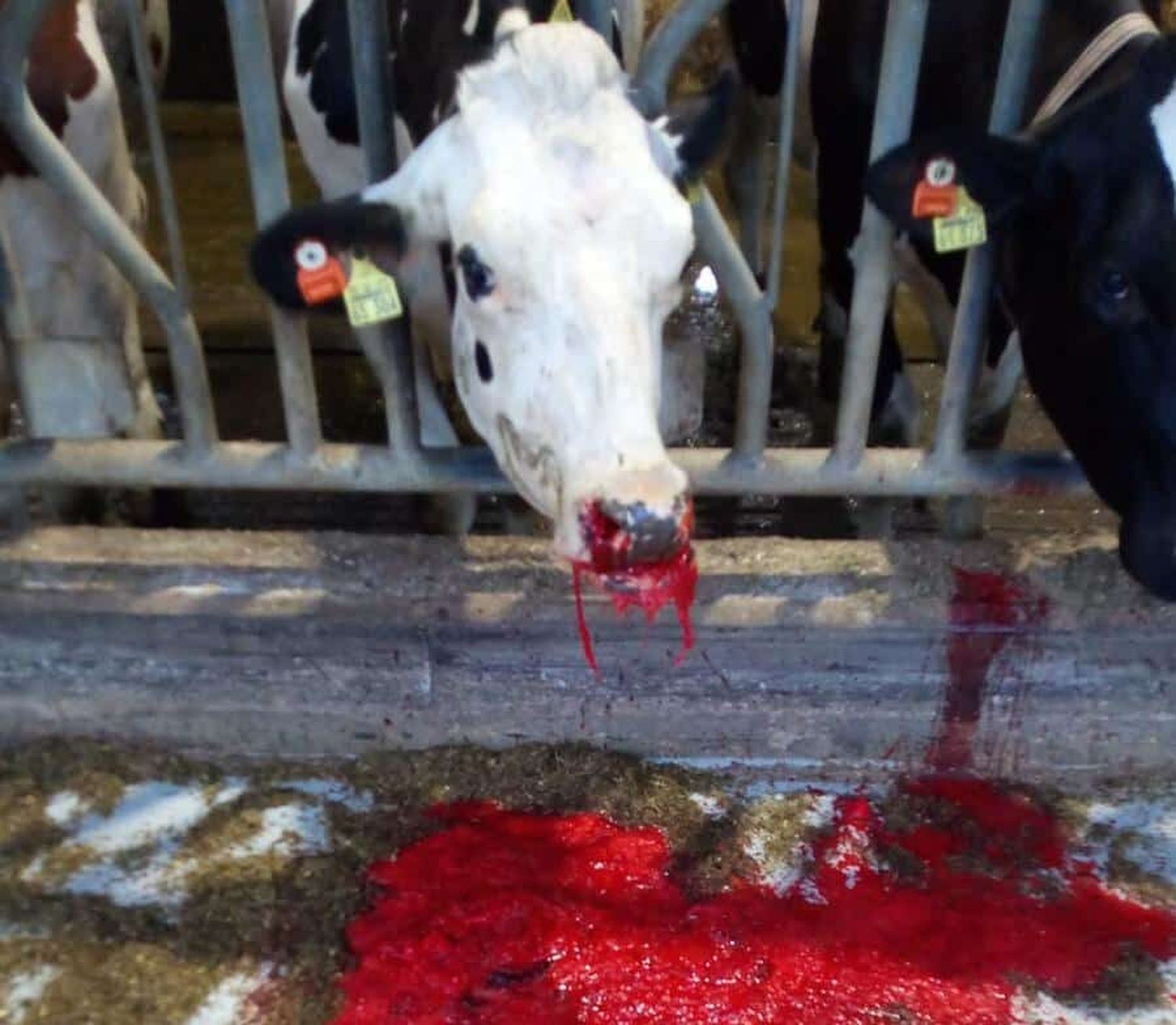 Extreme Blutungen aus der Nase und im Darm ließen auf einigen Betrieben erkrankte Tiere binnen kurzer Zeit verenden.