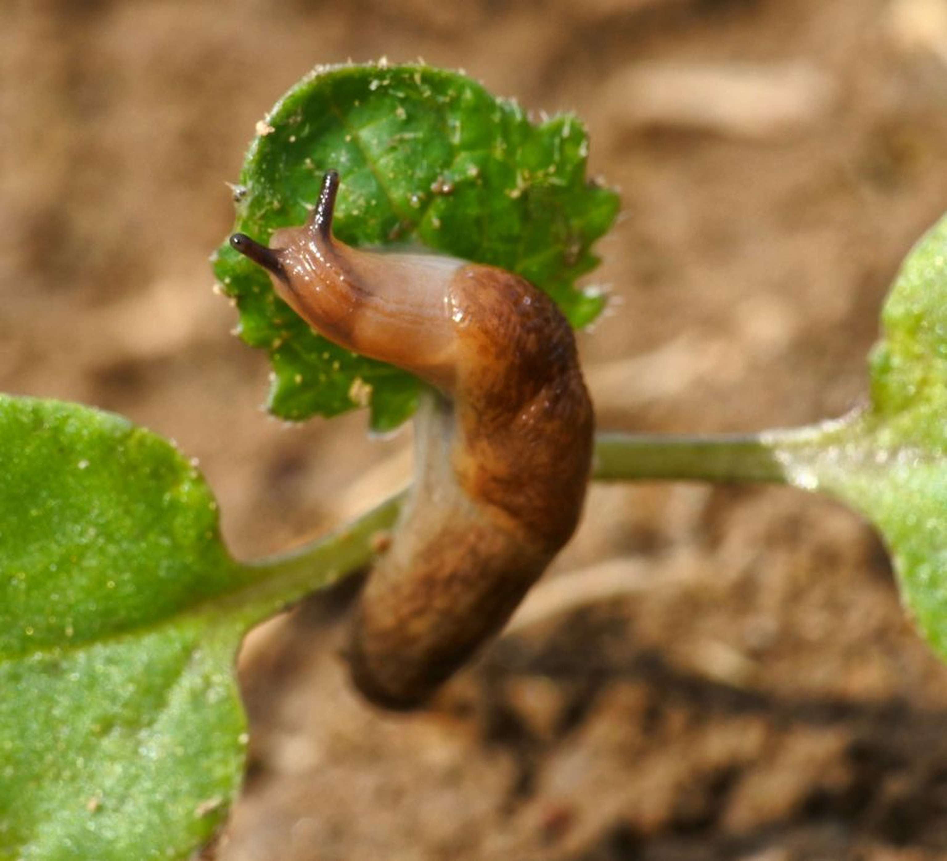 2344 W03 Ackerschnecke Raps Agrarfoto