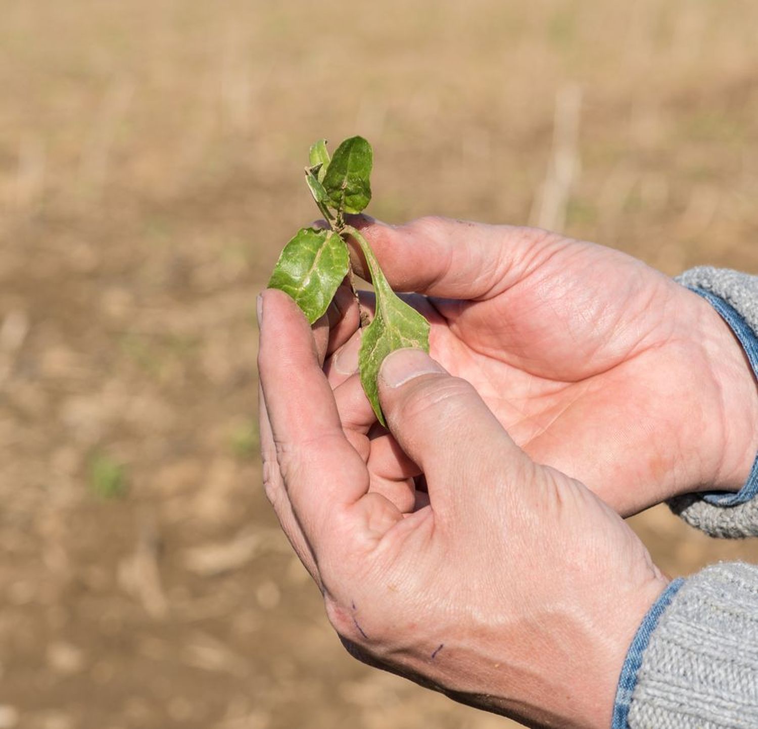Junge Rübenpflanzen brauchen besonderen Schutz. Durch das Neonic-Verbot ist der Anbau in Österreich gefährdet.