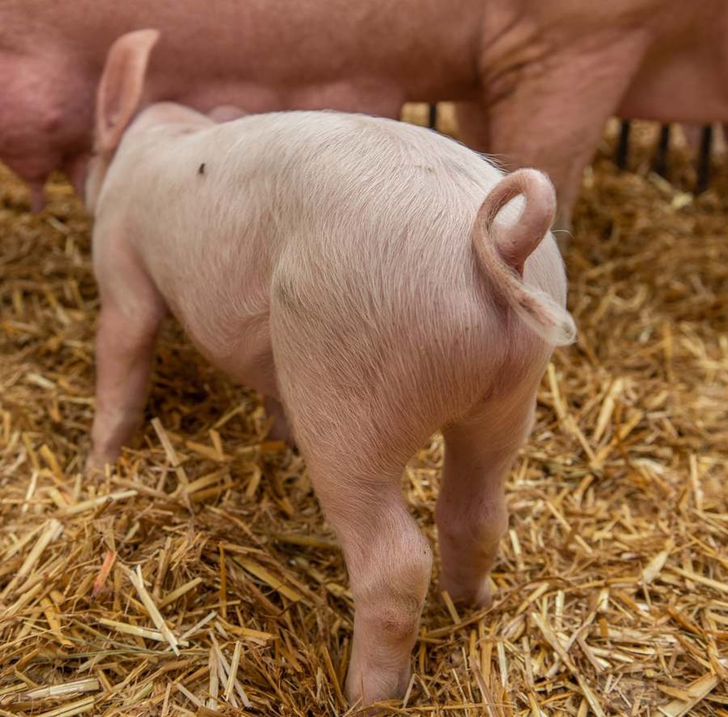W Ringelschwanz Ferkel