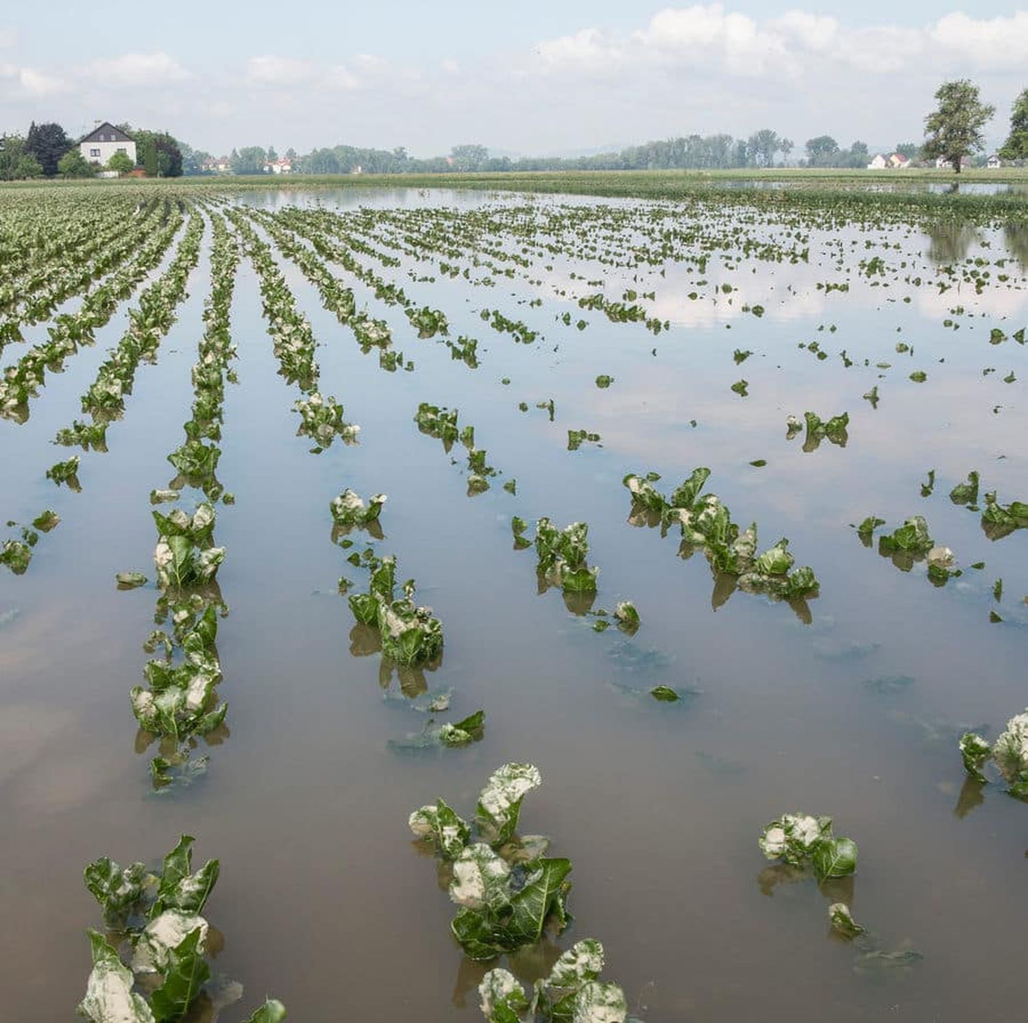„Land unter“ in der wichtigen Rübenregion Tullnerfeld.