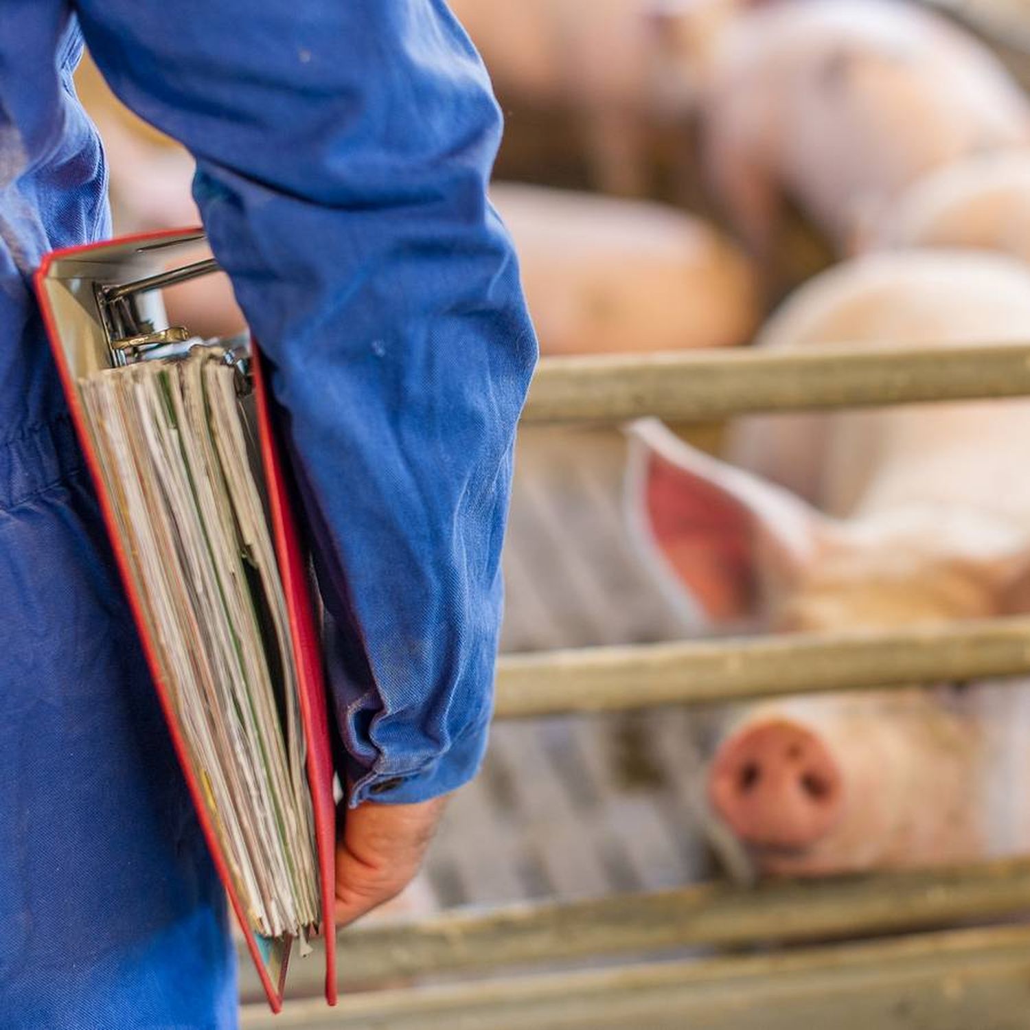 2246 07w Management Mastschweine