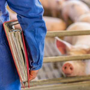 2246 07w Management Mastschweine
