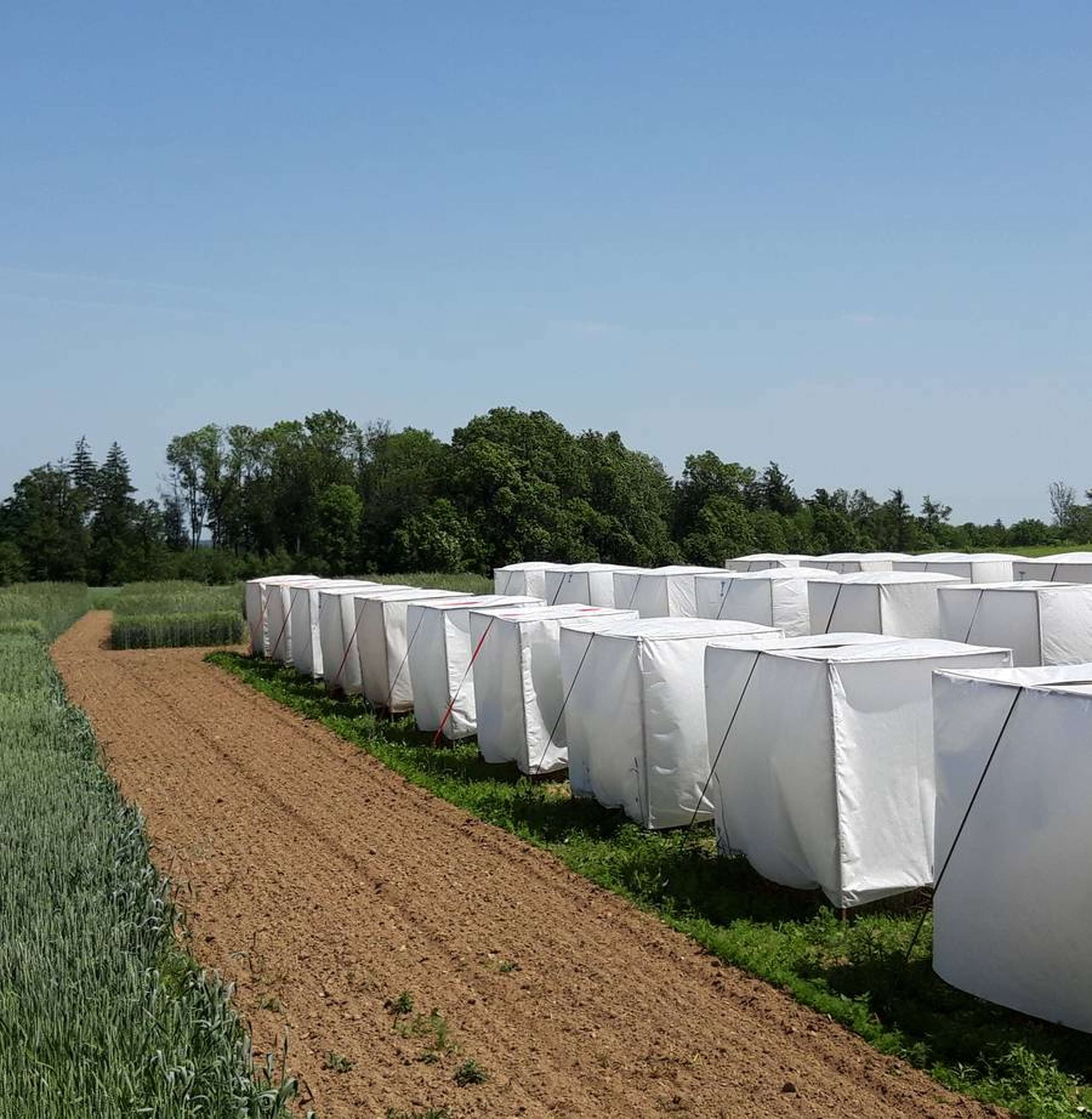 2248 W Parzelle Weizen