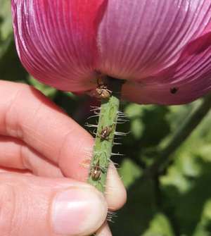 Gefährlichster Schädling ist der Mohnkapselrüsselkäfer.