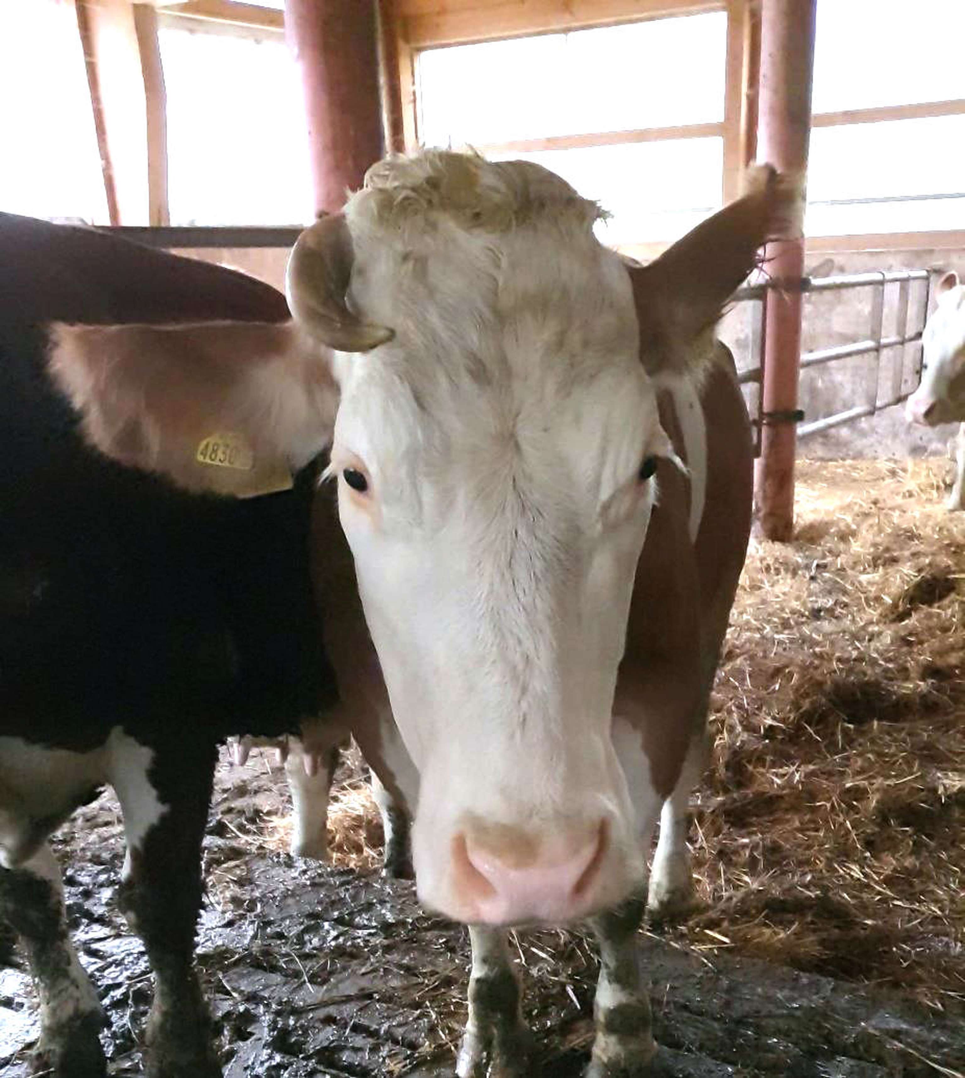 2242 W Thrombose Geheilt