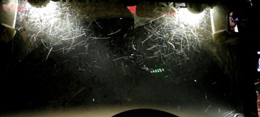 Scheinwerfer mit guter Farbwiedergabe ziehen auch viele Insekten an