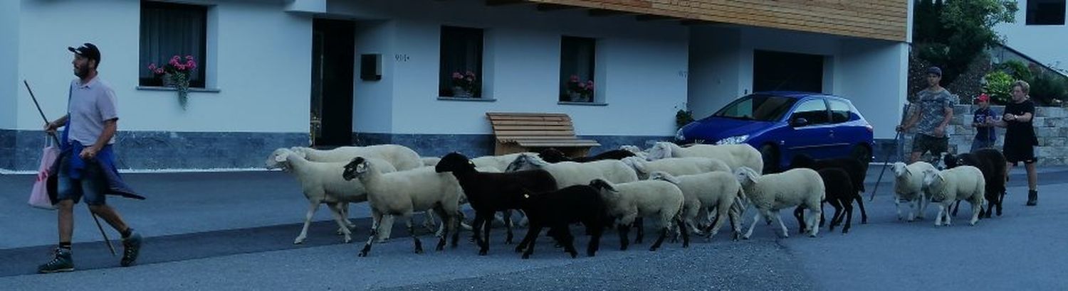 Die Almbauern trieben ihre verbliebenen Schafe am Sonntag von der Alpe Versing.
