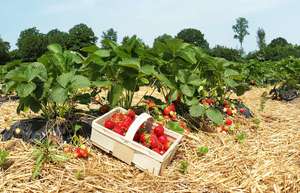 Erdbeerfeld Erdbeeren Selber Pflücken