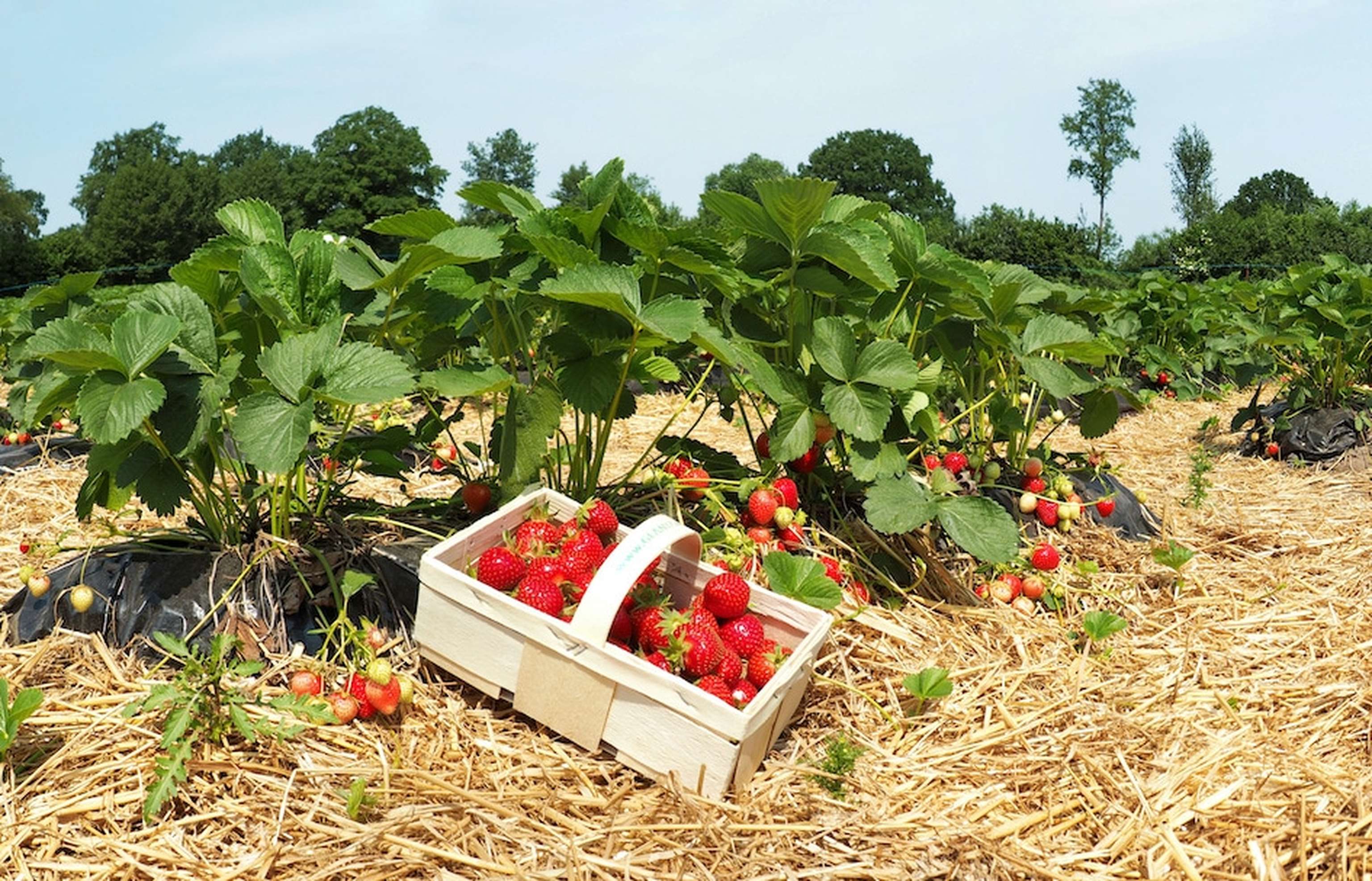 Erdbeerfeld Erdbeeren Selber Pflücken