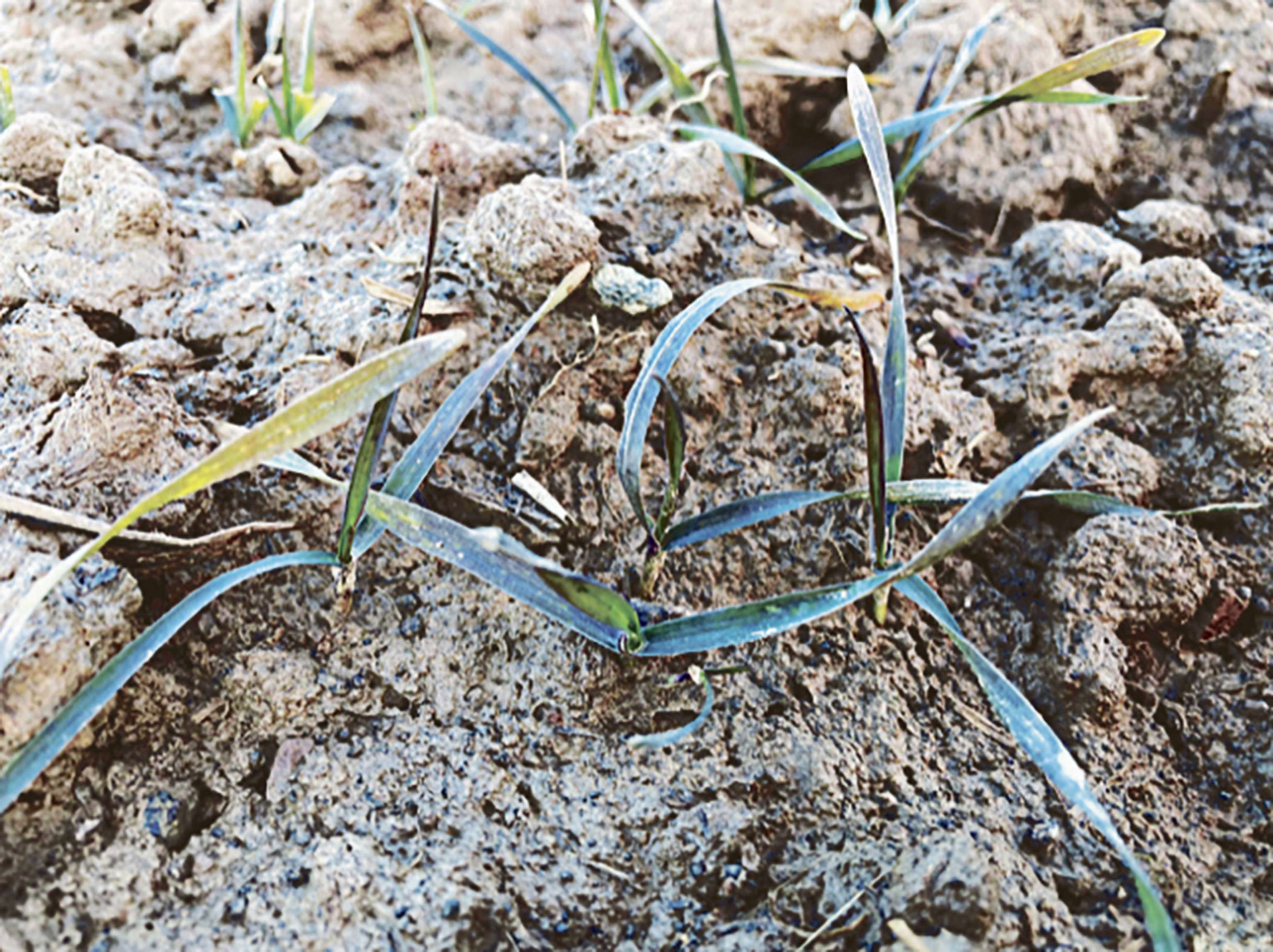 Schwach entwickelte Pflanzen verfügen über ein schwaches Wurzelsystem.