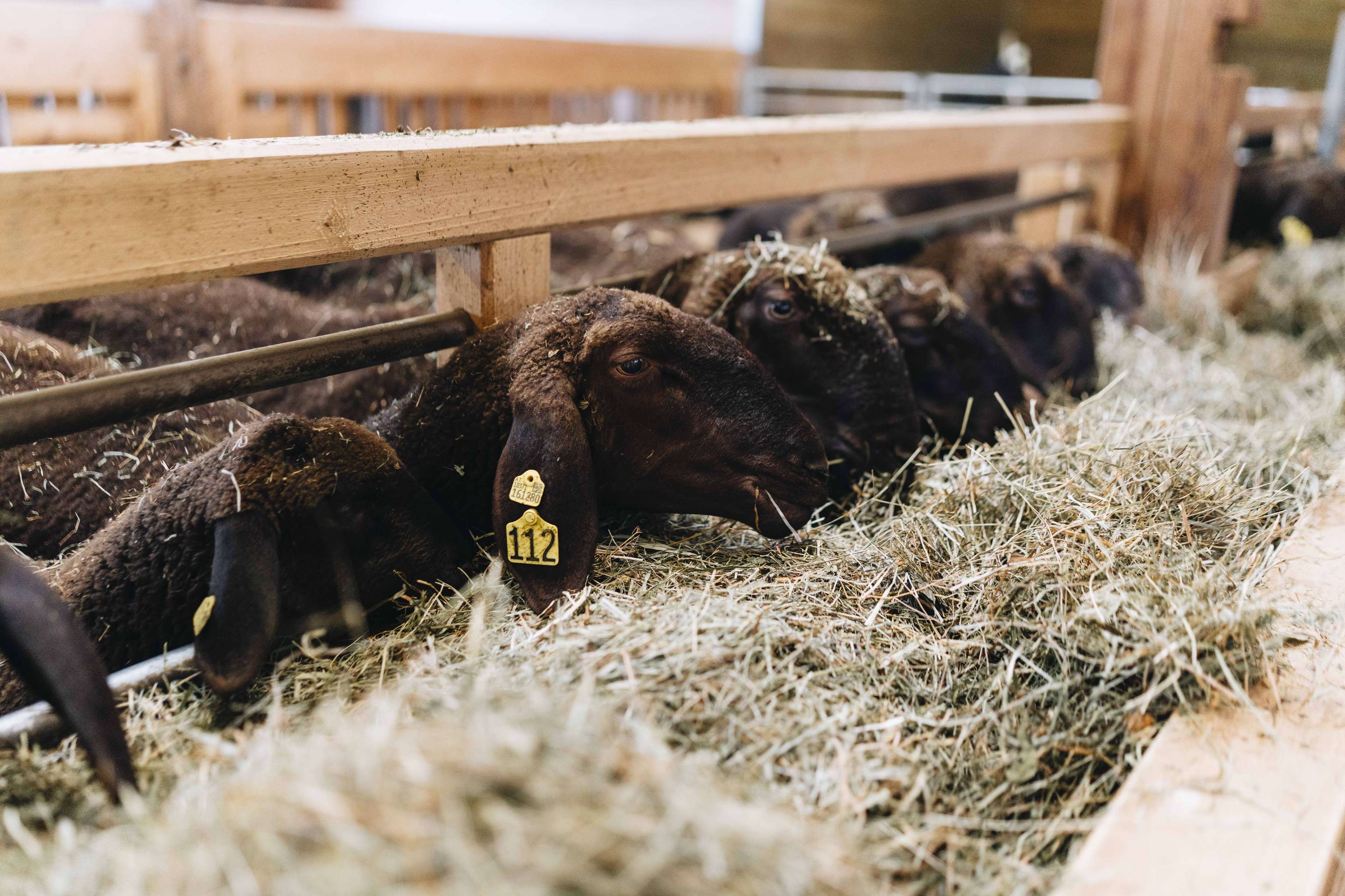 Schafe mit Nummernetiketten fressen Heu in einem Stall.