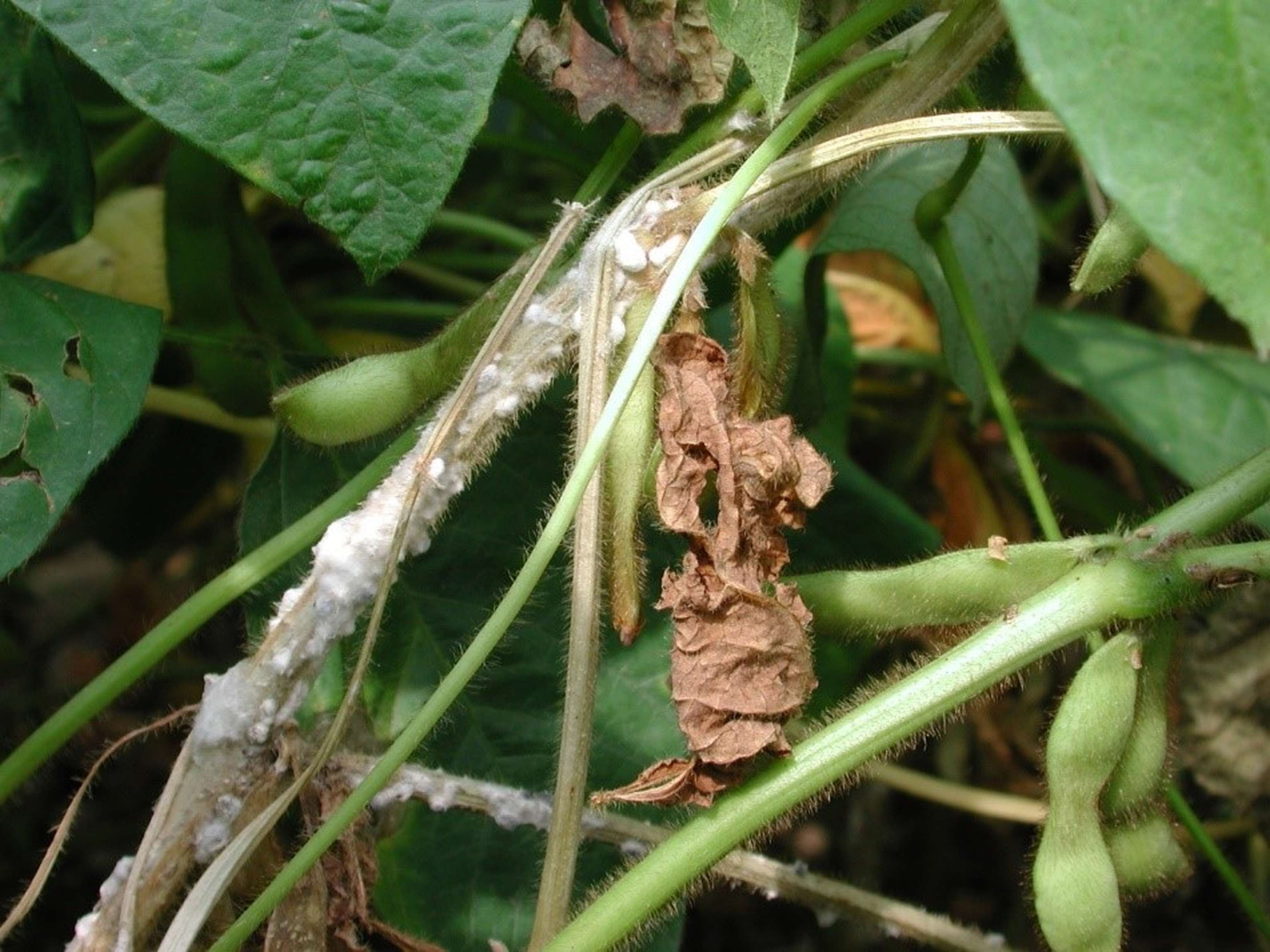 Sclerotinia-Mycel an den Schoten