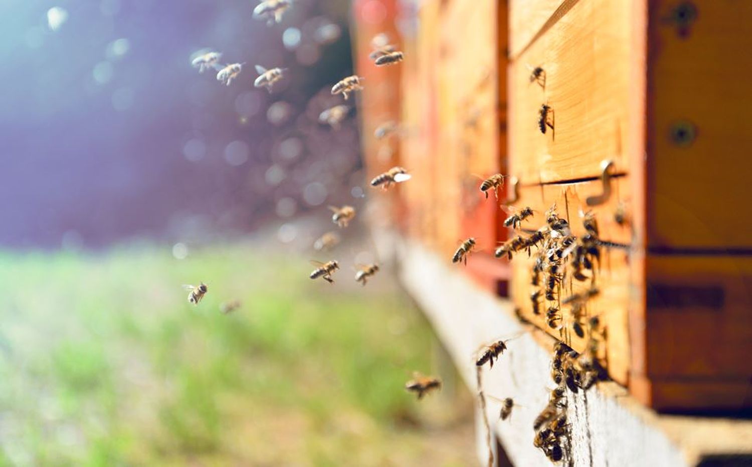 Bienen