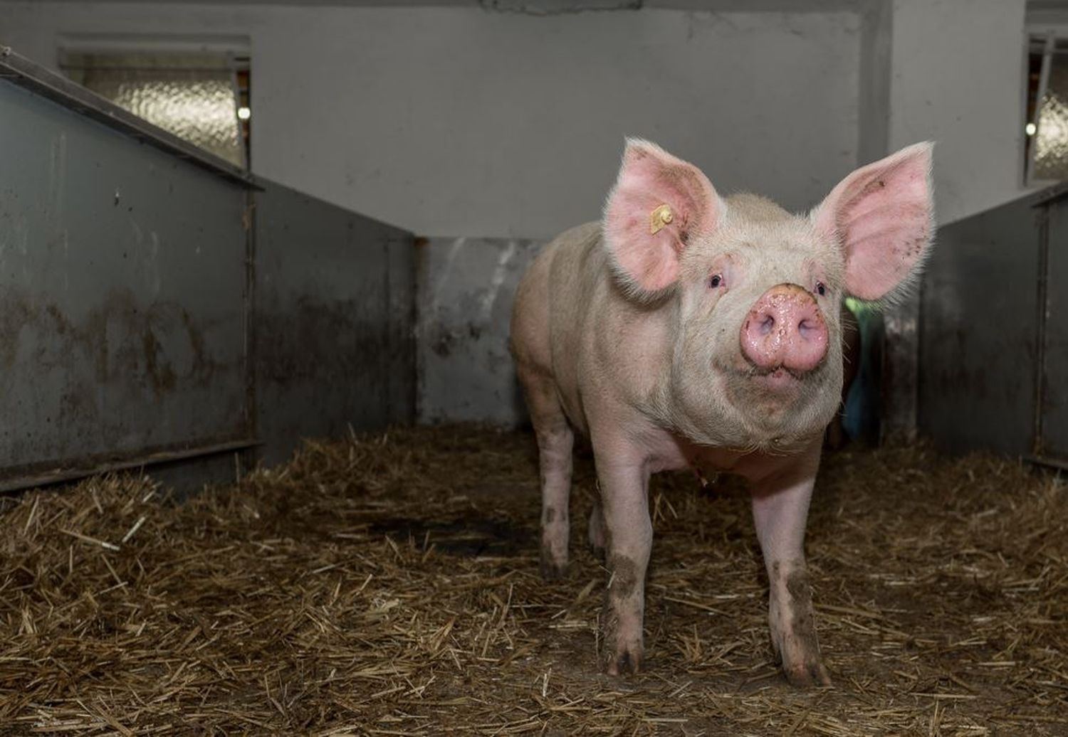 Schwein allein zu Hause: Die Bestände nehmen ab, die Bruttoeigenerzeugung bei Schweinen sinkt.
