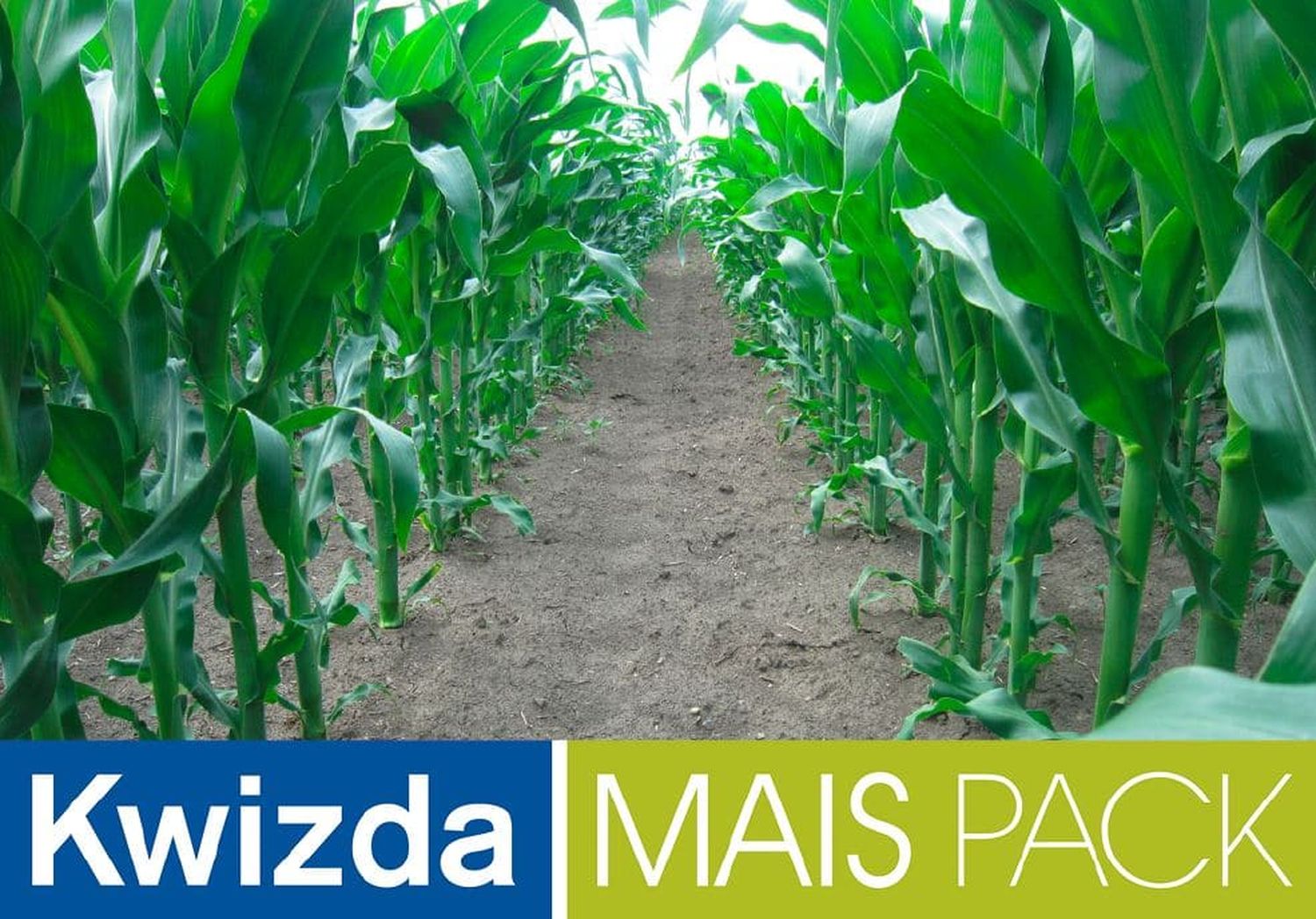 Kwizda