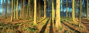 Fichtenwald